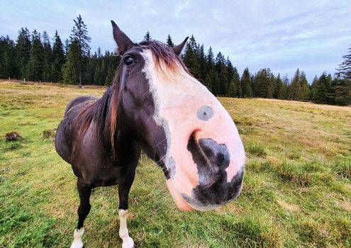 A closeup wide angle funny view of cute horse head in the meadow.