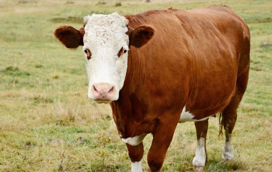 A closeup front view of brown cow in the pasture.