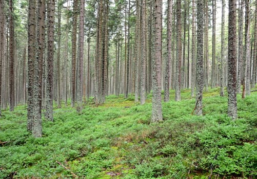 Forest with many trees and green blueberry bushes in Sumava national park.