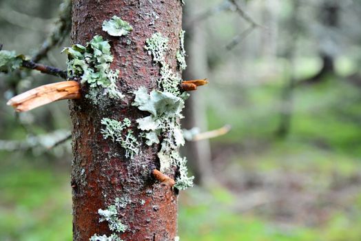 Closeup of tree trunk with growing lichens on the bark.