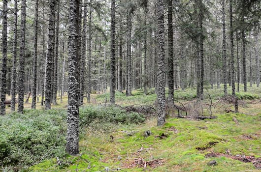 A trees with growing lichens in forest of Sumava National Park.