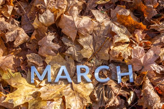 the word march laid with silver metal letters on the ground dry maple leaves.
