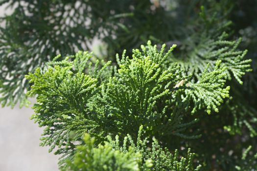 Graceful Hinoki cypress - Latin name - Chamaecyparis obtusa Gracils