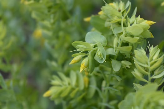 Smooth honeywort flower bud - Latin name - Cerinthe glabra