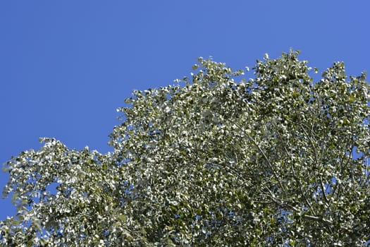 White poplar tree - Latin name - Populus alba