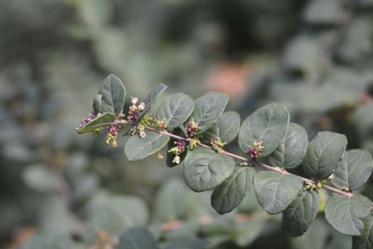 Coralberry branch - Latin name - Symphoricarpos orbiculatus