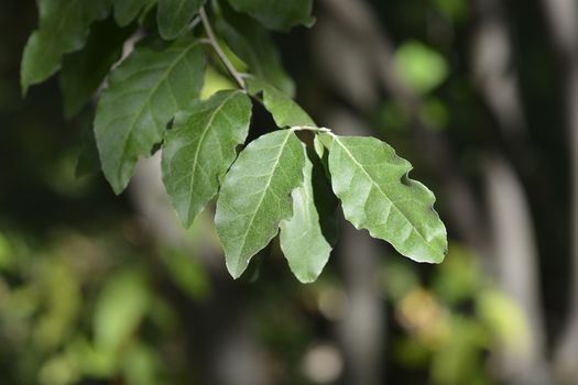 Autumn olive branch - Latin name - Elaeagnus umbellata