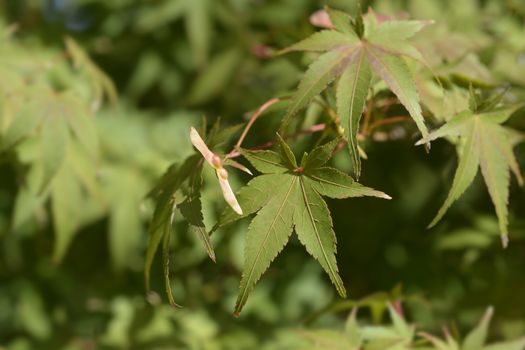 Japanese Maple - Latin name - Acer palmatum