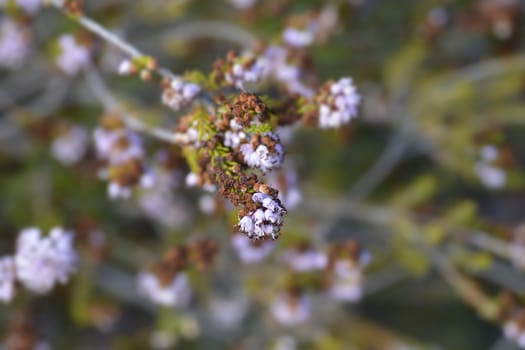 Autumn heather - Latin name - Erica manipuliflora
