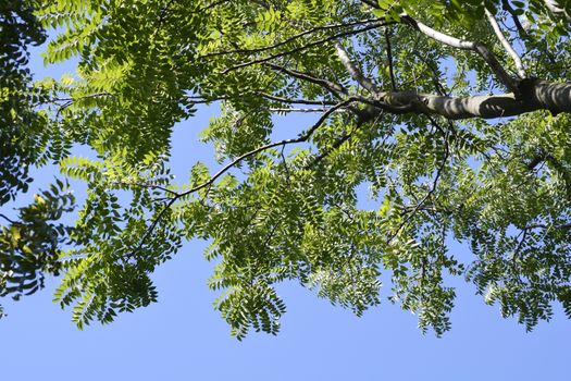 Giralds Tree of heaven - Latin name - Ailanthus giraldii
