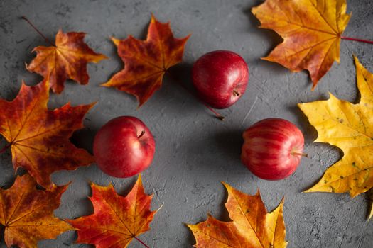 Autumn marple leaves and Ripe garden red apples on gray concrete. Fruits concept of the fall harvest. Space for text.