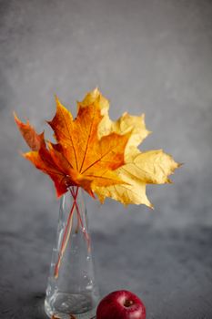 Autumn marple leaves and Ripe garden red apples on gray concrete. Fruits concept of the fall harvest. Space for text.