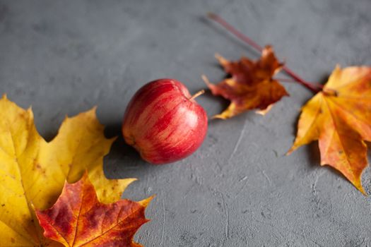 Autumn marple leaves and Ripe garden red apples on gray concrete. Fruits concept of the fall harvest. Space for text.