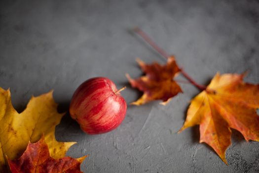 Autumn marple leaves and Ripe garden red apples on gray concrete. Fruits concept of the fall harvest. Space for text.