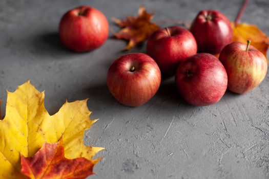 Autumn marple leaves and Ripe garden red apples on gray concrete. Fruits concept of the fall harvest. Space for text.