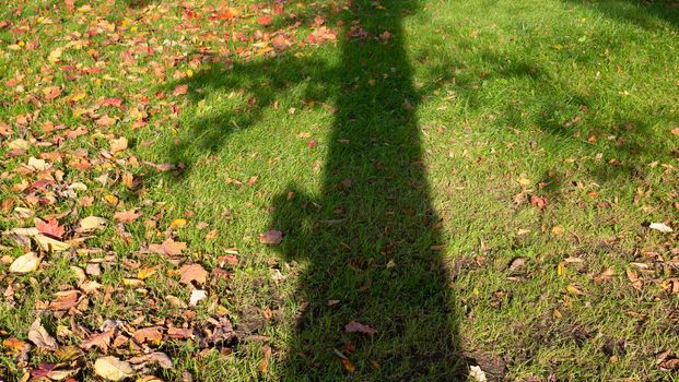 Autumn Park on a Sunny day,fallen leaves on the green grass.