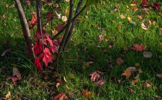 Maple tree and fallen leaves on the green grass in the Park.