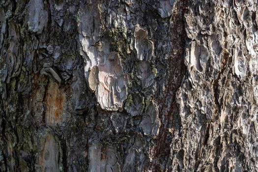 Seamless tree bark background. texture of an old tree.