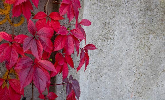 A stone wall with red ivy leaves with a copy of the space for the background or texture. Climbing plant. Background in retro style. Red plant leaves on old grunge walls.