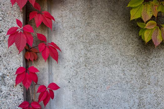 A stone wall with red ivy leaves with a copy of the space for the background or texture. Climbing plant. Background in retro style. Red plant leaves on old grunge walls.