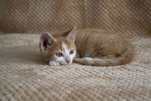Cute little kitten. ginger kitten, kitten lies on the fluffy beige carpet at home.