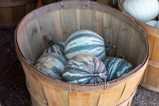 Side View of Farmers Market Basket full of white and green striped pumpkins . High quality photo