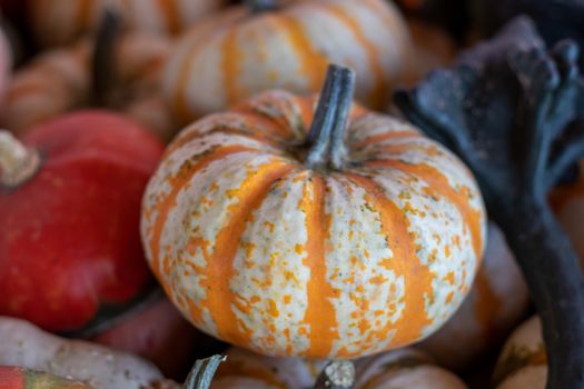 Angle View of Farmers Market group of two tone orange small pumpkins . High quality photo