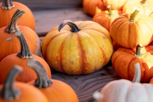 Colorful Yellowish orange pumpkins on wooden table . High quality photo