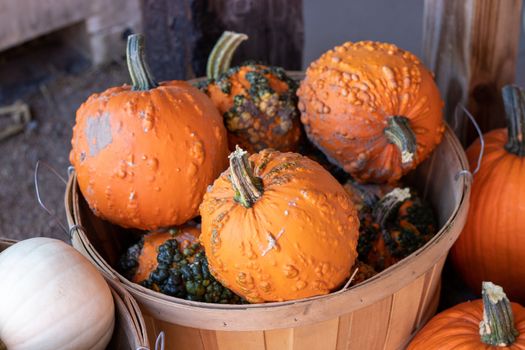 Angle View of Farmers Market Basket full of orange bumpy pumpkins . High quality photo