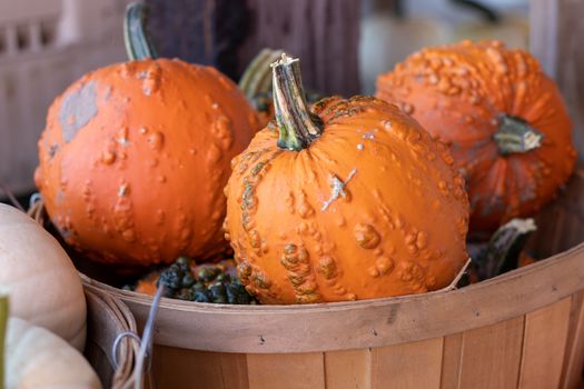 Side View of Farmers Market Basket full of orange bumpy pumpkins . High quality photo