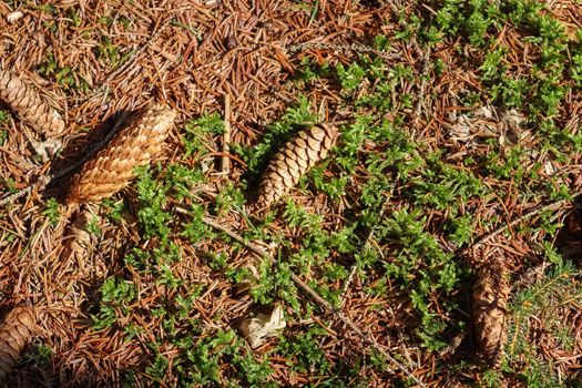 The ground in a forest with pine cones, moss, grass, pine needles, autumn leaves. Forest soil texture background.