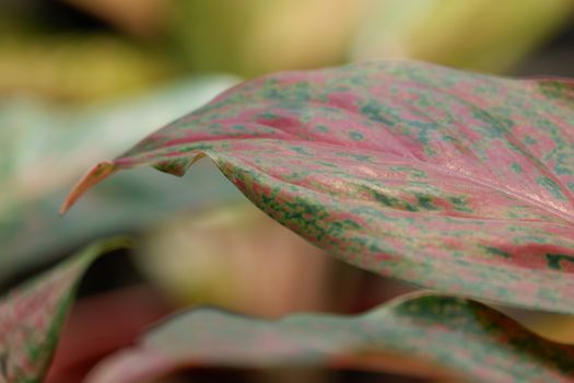 close up view of aglonema leaf texture in the garden with isolated blur background