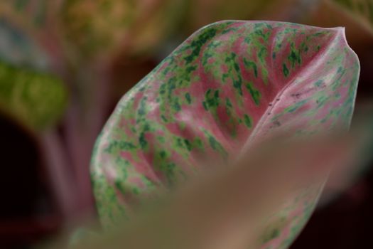 close up view of aglonema leaf texture in the garden with isolated blur background