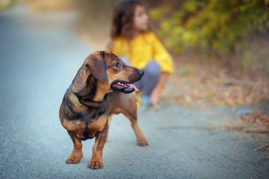 A girl walks through an autumn flogging with a dachshund hunting dog. The dog is in the foreground. Children and pets