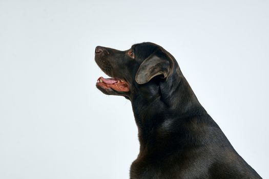 Purebred dog with black hair on a light background portrait, close-up, cropped view. High quality photo