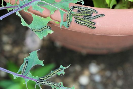 Close-up of some cabbage caterpillars on an eaten cabbage leaf and some more on the edge of a brown flowerpot