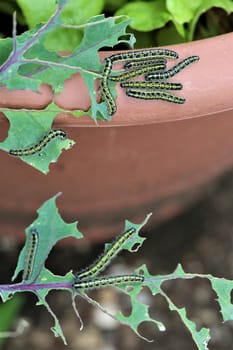 Close-up of some cabbage caterpillars on an eaten cabbage leaf and some more on the edge of a brown flowerpot