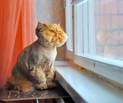 Funny grooming red Persian cat is sitting on windowsill