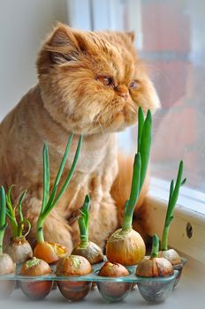 Grooming funny red persian cat is sitting on a windowsill with green onions and looking out the window