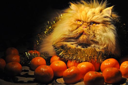 Funny red Persian cat with tangerines fruits on New Year or Christmas background