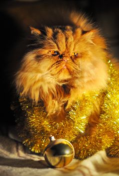 Funny fluffy red Persian cat muzzle portrait with garlands on New Year and Christmas