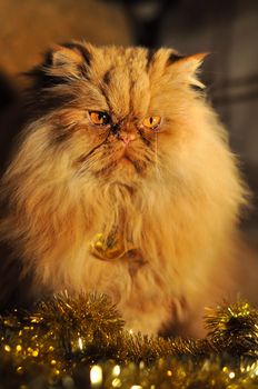 Funny fluffy red Persian cat muzzle portrait with garlands on New Year and Christmas