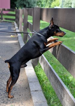 Miniature tan Pinscher dog looking from behind a fence