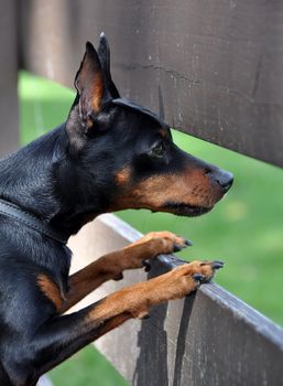 Miniature tan Pinscher dog looking from behind a fence