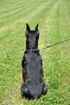 German Black and brown tan miniature pinscher dog back portrait with cropped ears on green grass on summer time.