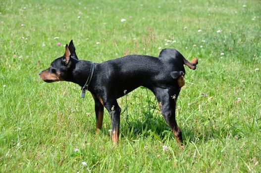 Tan Miniature Pinscher dog pees on green grass field