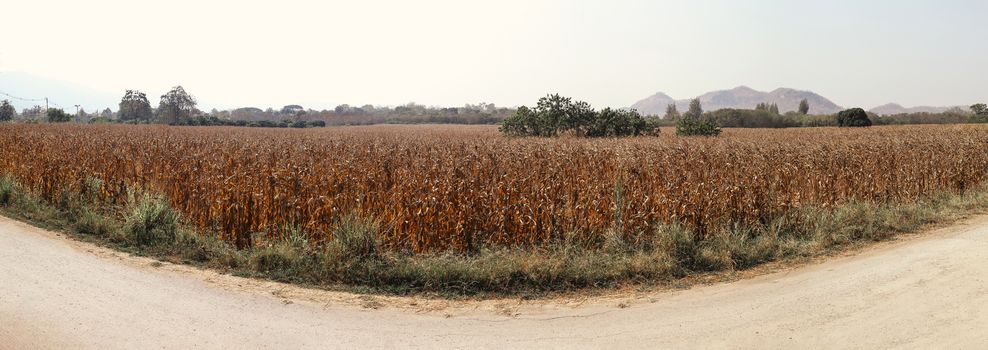 panoramic view of dry field in countryside with background of mountain, abundant corn farm after harvest