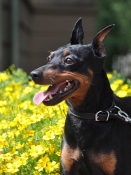 German Black and brown tan miniature pinscher dog portrait with cropped ears on yellow flowers background summer time.