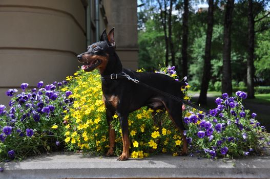 German Black and brown tan miniature pinscher dog portrait with cropped ears on flowers background summer time.