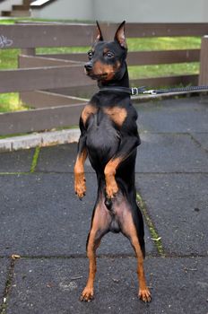 Miniature Pinscher dog standing on its hind legs in a funny position